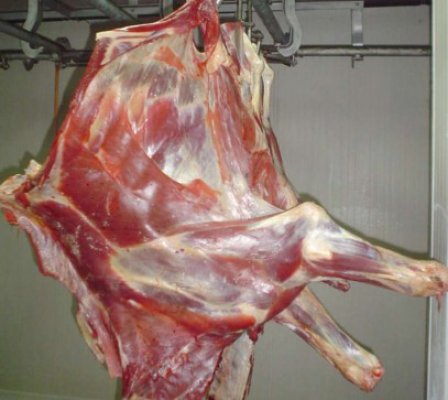 În plină isterie europeană, statul cumpără carne de cal de zeci de miliarde